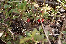 Bearberry-uva-ursi