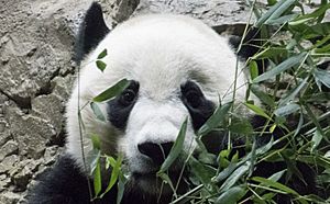 Bei Bei -- Panda Cub at the National Zoo NW Washington DC Novembver 2017.jpg