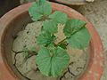 Bitter gourd- bitter melon plant