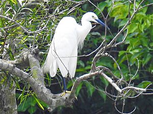 Blue beak little egret