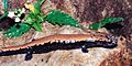 Bolitoglossa platydactyla, Broadfoot Mushroomtongue Salamander, Tamaulipas