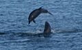Bottlenose dolphins play in Sruwaddacon Estuary, Broadhaven, Erris, Co. Mayo. August 2010