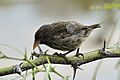 Cactus Finch (47938750208)