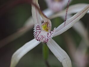 Caladenia incensum labellum
