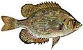 Centrarchus macropterus (white background)