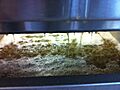 Chardonnay juice out of the press
