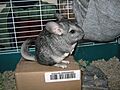 Chinchilla lanigera reared
