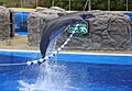 Common Bottlenose Dolphins, Palmitos Park, May 2018