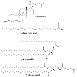 Common lipids lmaps