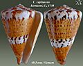 Conus capitaneus 1