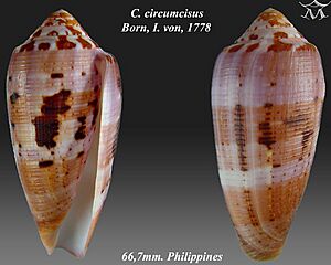 Conus circumcisus 1