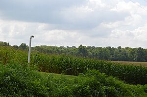 Cornfield with Winegardner Village