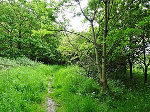 Cotwall Valley Path (geograph 6167055).jpg