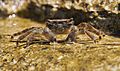 Crab (Pachygrapsus marmoratus) on Istrian coast (Adriatic sea)