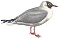 D'Orbigny-Mouette rieuse et Bec-en-ciseaux white background