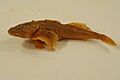 Deepwater sculpin