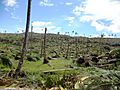 Deforestation in the wake of Typhoon Bopha in Cateel, Davao Oriental