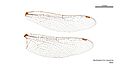 Dendroaeschna conspersa male wings (35019461626)