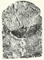 Djedneferre Dedumose