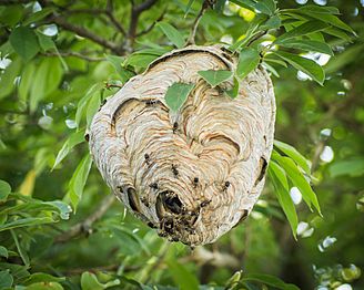 Dolichovespula maculata (bald-faced hornet) nest