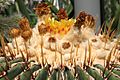 Echinocactus platyacanthus pm