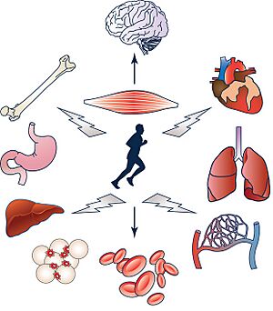 Effects of exercise on the organ systems of the body (cropped)