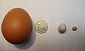Eggs from a chicken and great tit