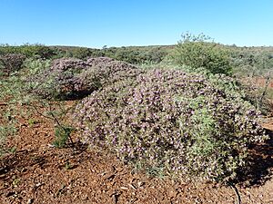 Eremophila phyllopoda phyllopoda (habit)