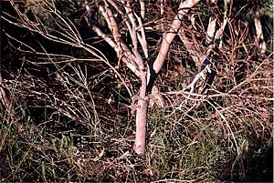 Eucalyptus johnsoniana.jpg