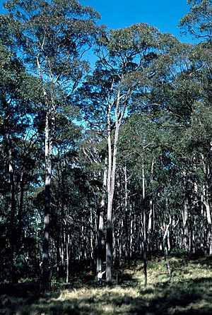 Eucalyptus laevopinea.jpg