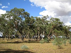 Eucalyptus microcarpa.jpg