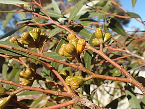 Eucalyptus pileata buds