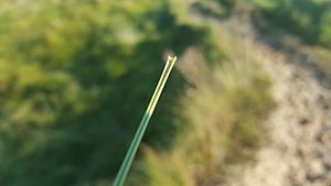 European Marram Grass (Ammophila arenaria) rolled leaf close-up
