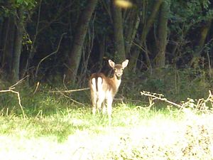 Fallow deer at Hatfield Forest