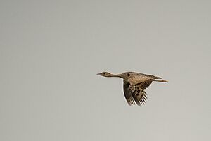 Female Lesser Florican in flight