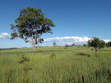 Fields along Markwell Creek Road at Cryna, Queensland 2.jpg