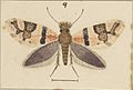 Fig 9 MA I437910 TePapa Plate-XLIX-The-butterflies full (cropped)
