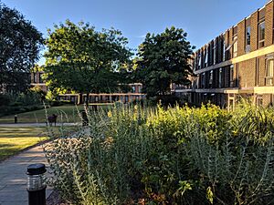 FitzwilliamTreeCourt