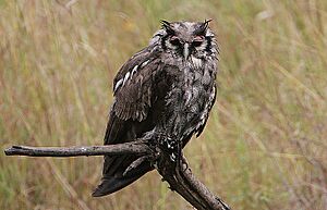 Flickr - Rainbirder - Verreaux's Eagle-Owl (Bubo lacteus)