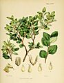 Flora Antarctica Plate CXXIV