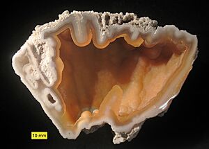 Fossil agatized coral Florida