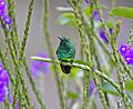 Garden Emerald JCB