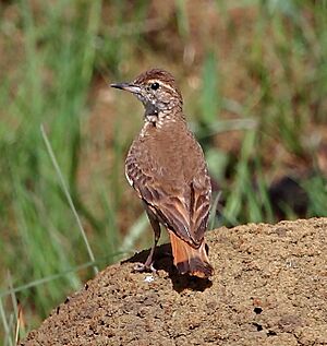 Geositta poeciloptera - Campo miner.JPG