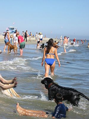 Girl in blue bikini at dog beach