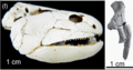 Gogonasus andrewsae skull and girdle