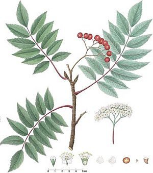 Grønlandsk Røn (Sorbus groenlandica) (9411504582).jpg