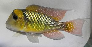 Gymnogeophagus mekinos.jpg