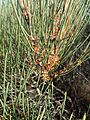 Hakea bicornata flowers