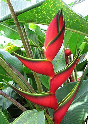 Heliconia caribaea (in Costa Rica).jpg