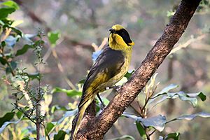Helmeted Honeyeater at Healesville Sanctuary in Healesville, Victoria, Australia. Birds are being bred under a captive breeding program for reintroduction into the wild over time.jpg